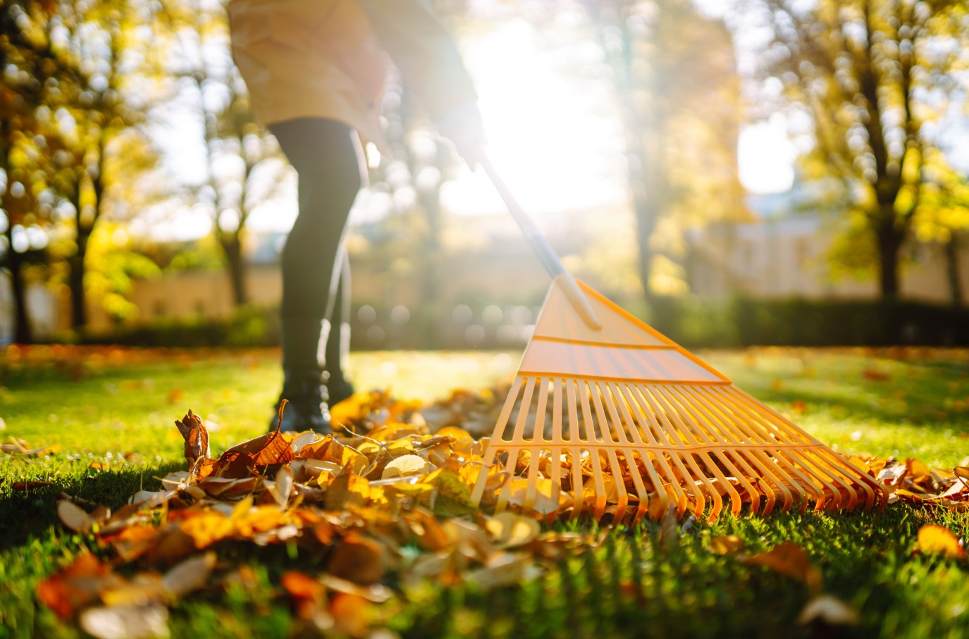 Laub wird mit einer Harke zusammengerecht